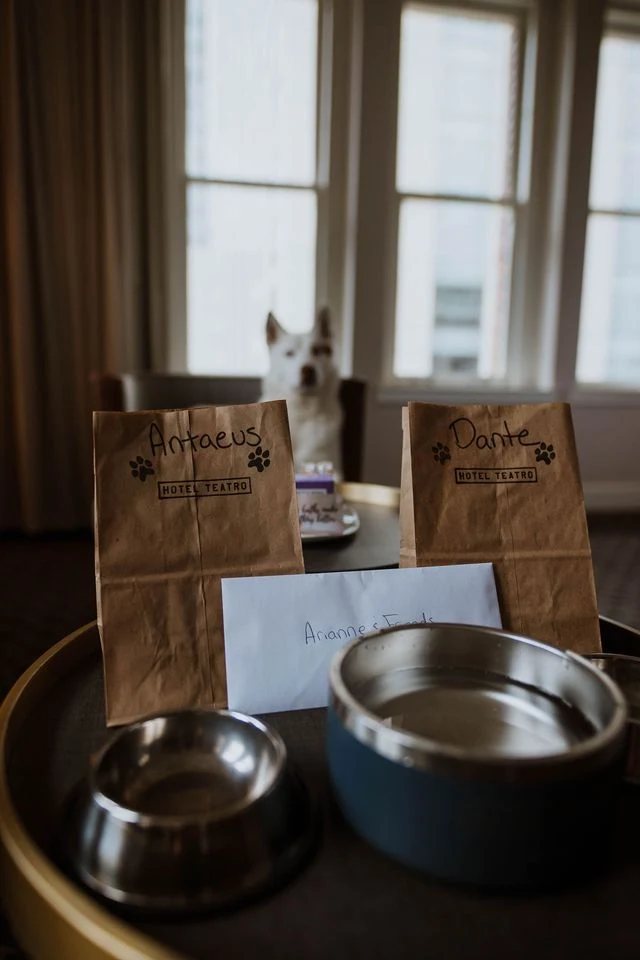 a dog sitting on a couch next to a table with a paper bag on it