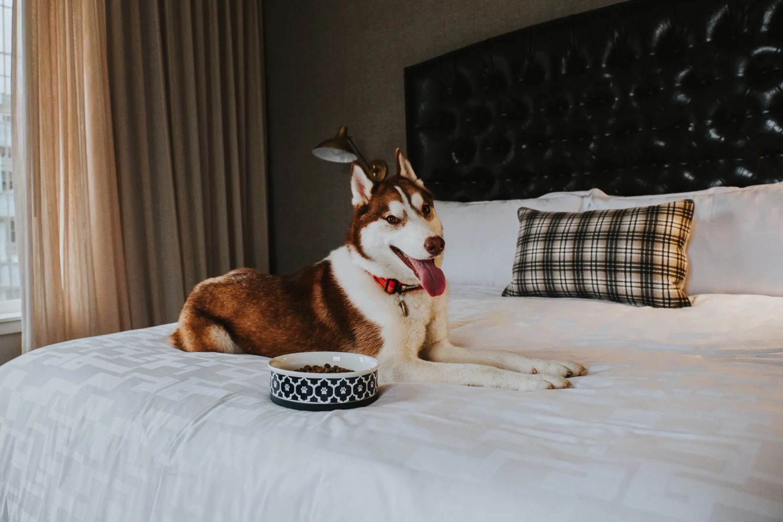 Child-Free-Millennials-Are-Spending-Their-Money-on-Luxury-Travel-with-Dogs-Bloomberg