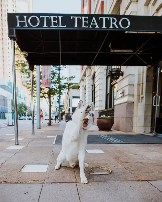 a white dog sitting on the ground in front of a hotel