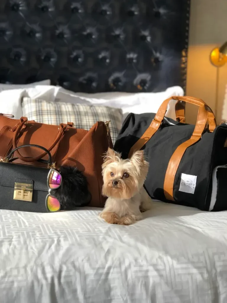 A small, fluffy Yorkshire Terrier dog is lying on a white hotel bed with a patterned duvet. The dog is surrounded by stylish travel bags, including a brown tote and a black duffel bag, in a brightly lit, pet-welcoming room.